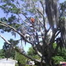 Orange Tree Service - Tree Service