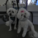 Happy Tails Pet Mobile Grooming - Pet Services