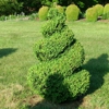 Davis Boxwood & Daylily Garden gallery