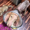Noah's Ark Pet Store Joplin gallery