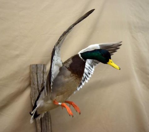 Darryl Shearon Taxidermy - Pleasant View, TN