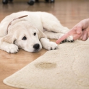 Aqualux Carpet Cleaning - Carpet & Rug Cleaners