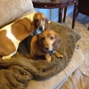 PETLOVERHEAVEN.COM gallery