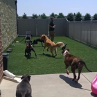 All Paws Inn Pet Resort and Daycare