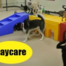 Jagger's Doggie Daycare - Pet Sitting & Exercising Services