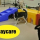 Jagger's Doggie Daycare, Dog Grooming, Boarding, & Training