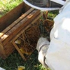 All Florida Bee Removal gallery
