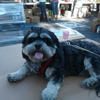 Your Pet Dog and Grooming gallery