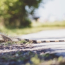 Apex Wildlife - Pest Control Services