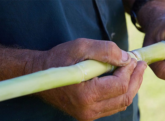 MSF Sugar - Gordonvale, QLD