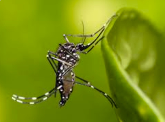 Debbie's Mosquito Control - Mosquito Creek, QLD