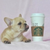 Thepawfect Puppy gallery