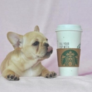 Thepawfect Puppy - Pet Stores