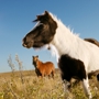 Kiefer Horse Ranch LLC