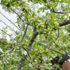 PrimeCare Tree Service gallery