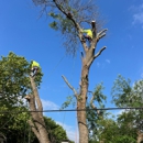 Junior's Tree Services - Arborists