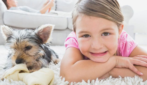 Spainy's Carpet & Pest Services - Gowrie Junction, QLD