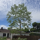 Right Way Tree Service, Inc. ┃ Los Angeles, CA ┃ Affordable Tree Removal & Trimming Service - Tree Service