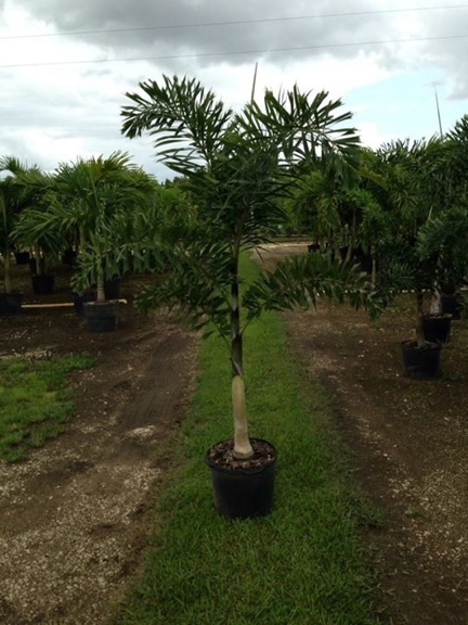 Ideal Palms - Homestead, FL