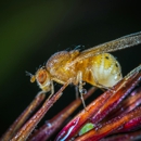 Saela Pest Control - Pest Control Equipment & Supplies