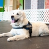 Smartypaws Canine Training gallery