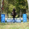 Four Star Equestrian gallery