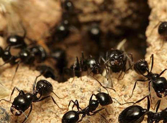 Advanced Pest Management - Riverina - Lake Albert, NSW