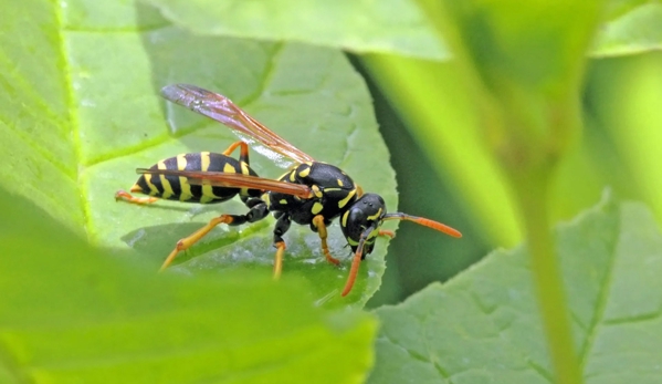 Vin Truscott Pest Control