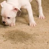 Laguna Hills Carpet Care-Canoga Park gallery