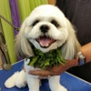 Live.Love.Pet! gallery
