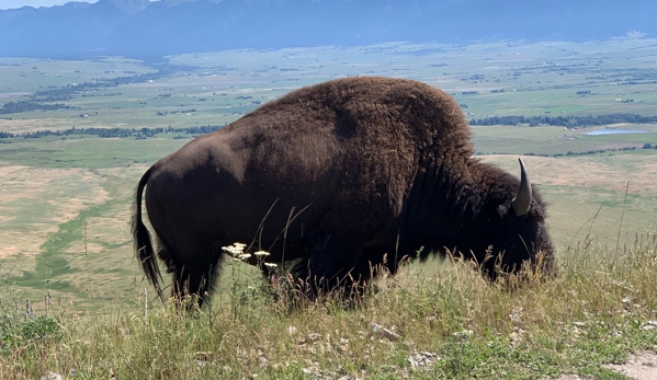 National Bison Range - Charlo, MT