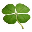 Lucky 13 Emporium - Online & Mail Order Shopping