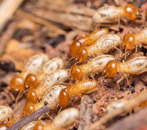 Ecola Termite & Pest Management - Oxnard, CA