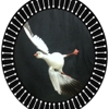 Smith Wildlife Artistry LLC gallery