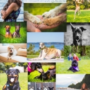 Cristina's Pawfect Photography - Portrait Photographers