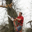 Arelica Tree Service - Arborists
