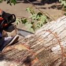 McCabe's Tree Experts - Tree Service
