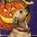Chubby Puppy Daycare - Pet Training