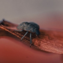 Bug Guy Pest Control - Pest Control Equipment & Supplies