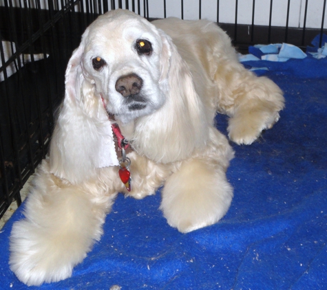 A Shampoochies Dog Grooming And Spa LLC - Las Vegas, NV