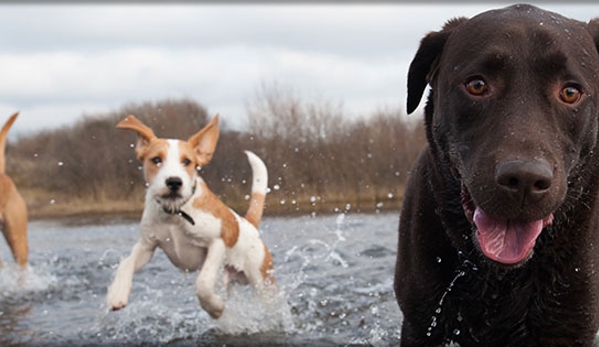 Eastwood Veterinary Clinic - Ballarat East, VIC
