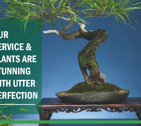 Ray Nesci Bonsai Nursery - Dural, NSW. Our Service & Plants Are Stunning With Utter Perfection