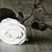 Gallery Image Number 8