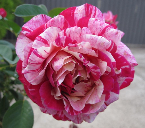 Silkies Rose Farm - Clonbinane, VIC