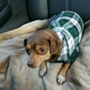 Neshoba County Animal Hospital gallery