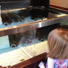Red Lobster