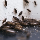 Victory Pest Solutions - Termite Control