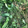 Merv's Mulch and Landscaping gallery