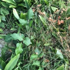 Merv's Mulch and Landscaping