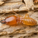 Accurate Termite & Pest Solutions - Pest Control Equipment & Supplies